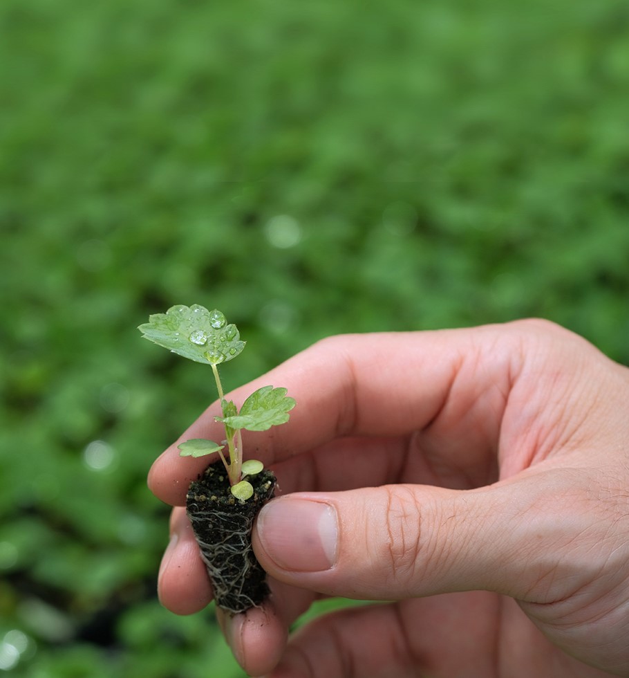 MIYOSHI &CO., LTD. announced the reduction of environmental impact by F1 seed strawberry.